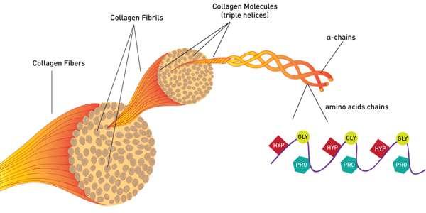 Uống collagen đúng cách bằng cách hiểu đúng về collagen