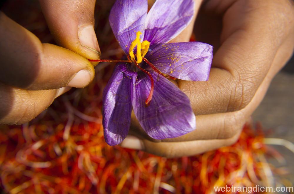 saffron có tốt không? được FDA Hoa Kỳ công nhận